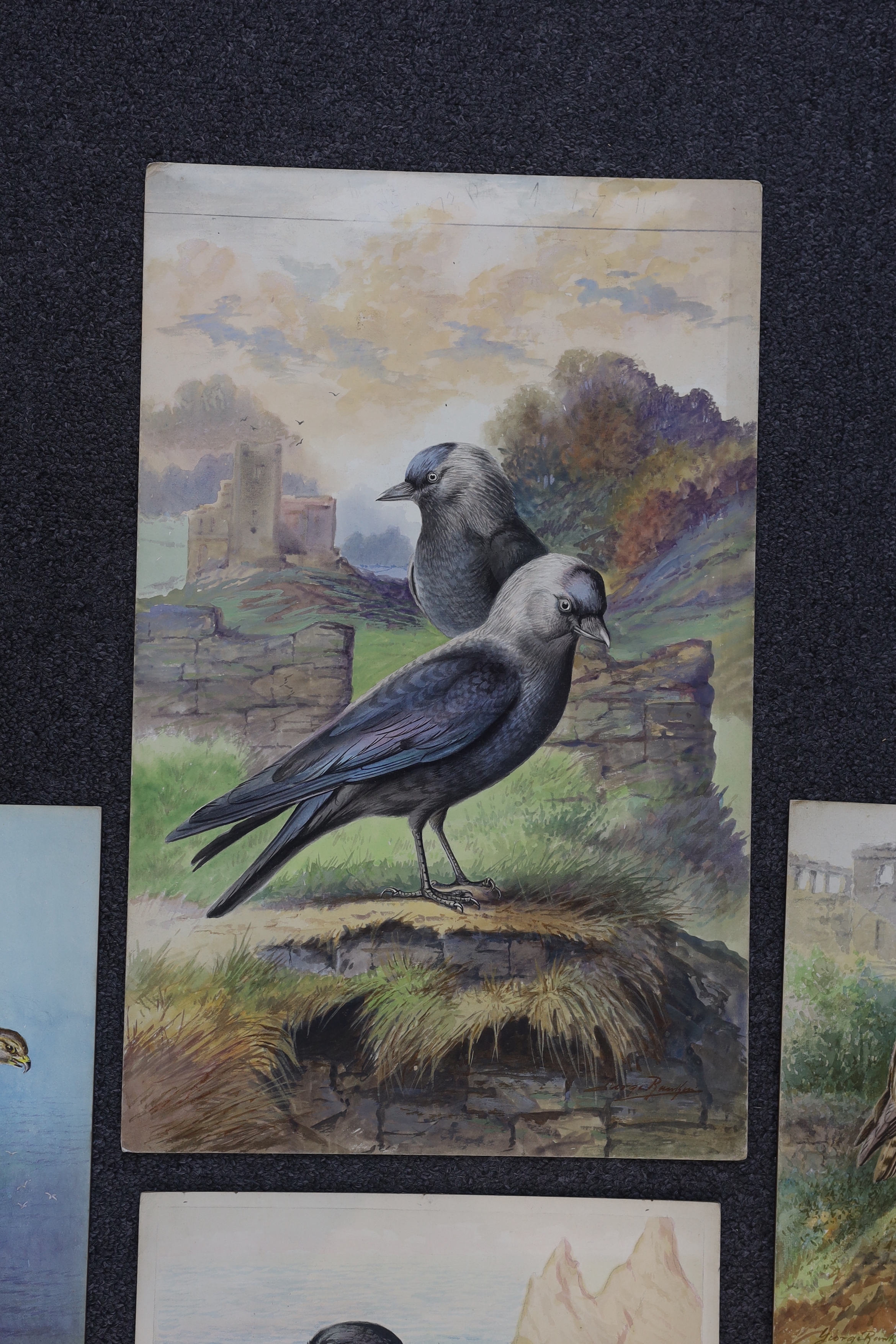 George Rankin (1864-1937) four watercolours on card, Raven, Jackdaws, Common Buzzard and Osprey, largest 46 x 29cm, unframed